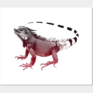 Iguana, red Iguana Posters and Art